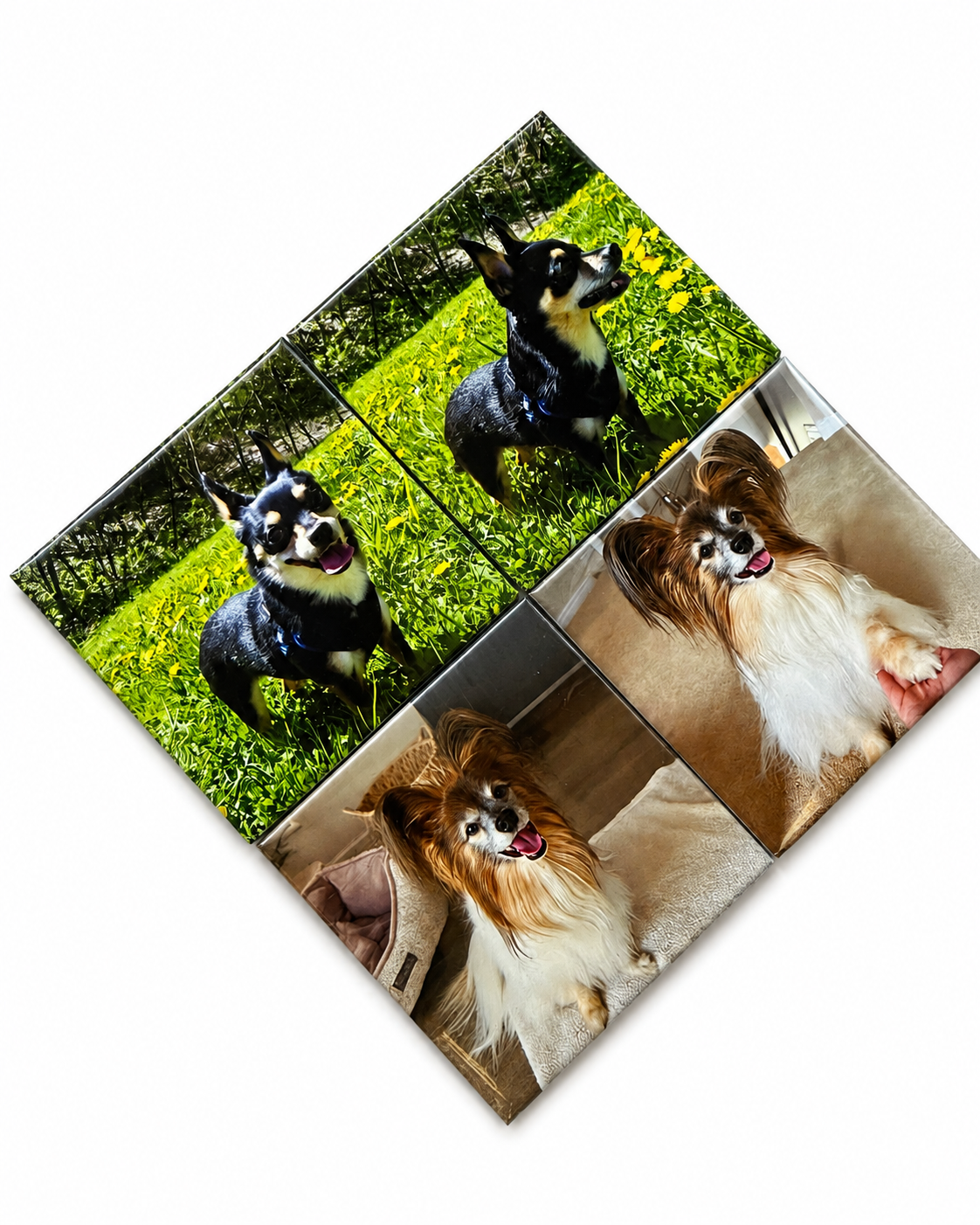 A square custom photo canvas print featuring a four-panel collage of a black and white Chihuahua and a Papillon dog in different settings, shown at an angle on a white background.
